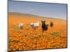 Four Labrador Retrievers Running Through Poppies in Antelope Valley, California, USA-Zandria Muench Beraldo-Mounted Photographic Print