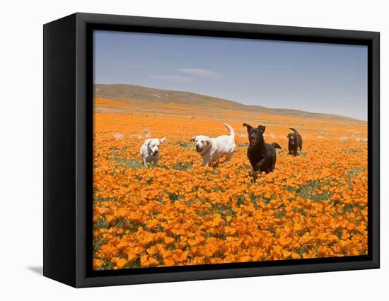 Four Labrador Retrievers Running Through Poppies in Antelope Valley, California, USA-Zandria Muench Beraldo-Framed Stretched Canvas