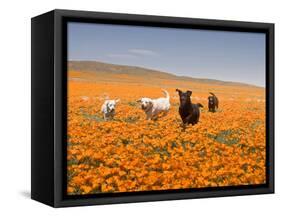 Four Labrador Retrievers Running Through Poppies in Antelope Valley, California, USA-Zandria Muench Beraldo-Framed Stretched Canvas