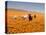 Four Labrador Retrievers Running Through Poppies in Antelope Valley, California, USA-Zandria Muench Beraldo-Stretched Canvas