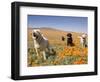 Four Labrador Retrievers Standing in a Field of Poppies at Antelope Valley in California, USA-Zandria Muench Beraldo-Framed Photographic Print