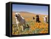 Four Labrador Retrievers Standing in a Field of Poppies at Antelope Valley in California, USA-Zandria Muench Beraldo-Framed Stretched Canvas