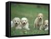 Four Lagotta Romagnolo Puppies-Adriano Bacchella-Framed Stretched Canvas