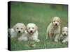 Four Lagotta Romagnolo Puppies-Adriano Bacchella-Stretched Canvas