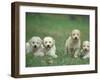 Four Lagotta Romagnolo Puppies-Adriano Bacchella-Framed Photographic Print