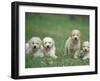 Four Lagotta Romagnolo Puppies-Adriano Bacchella-Framed Photographic Print