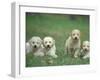 Four Lagotta Romagnolo Puppies-Adriano Bacchella-Framed Photographic Print