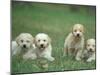 Four Lagotta Romagnolo Puppies-Adriano Bacchella-Mounted Photographic Print