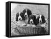 Four Large Puppies Crowded in a Basket. Owner: Browne-Thomas Fall-Framed Stretched Canvas