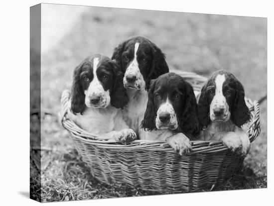 Four Large Puppies Crowded in a Basket. Owner: Browne-Thomas Fall-Stretched Canvas