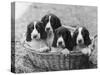 Four Large Puppies Crowded in a Basket. Owner: Browne-Thomas Fall-Stretched Canvas