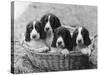 Four Large Puppies Crowded in a Basket. Owner: Browne-Thomas Fall-Stretched Canvas