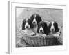 Four Large Puppies Crowded in a Basket. Owner: Browne-Thomas Fall-Framed Photographic Print