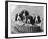 Four Large Puppies Crowded in a Basket. Owner: Browne-Thomas Fall-Framed Photographic Print