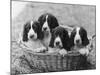 Four Large Puppies Crowded in a Basket. Owner: Browne-Thomas Fall-Mounted Photographic Print