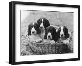 Four Large Puppies Crowded in a Basket. Owner: Browne-Thomas Fall-Framed Photographic Print