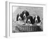 Four Large Puppies Crowded in a Basket. Owner: Browne-Thomas Fall-Framed Photographic Print