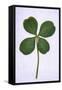 Four-Leaf Clover Considered as Being Lucky-null-Framed Stretched Canvas