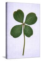 Four-Leaf Clover Considered as Being Lucky-null-Stretched Canvas