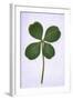 Four-Leaf Clover Considered as Being Lucky-null-Framed Photographic Print