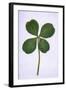 Four-Leaf Clover Considered as Being Lucky-null-Framed Photographic Print