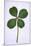 Four-Leaf Clover Considered as Being Lucky-null-Mounted Photographic Print