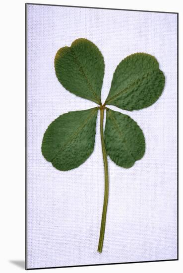 Four-Leaf Clover Considered as Being Lucky-null-Mounted Photographic Print