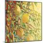 Four Lemons-Jennifer Lommers-Mounted Giclee Print