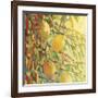 Four Lemons-Jennifer Lommers-Framed Giclee Print