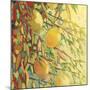 Four Lemons-Jennifer Lommers-Mounted Giclee Print