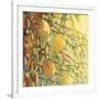 Four Lemons-Jennifer Lommers-Framed Giclee Print