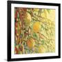 Four Lemons-Jennifer Lommers-Framed Giclee Print