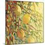 Four Lemons-Jennifer Lommers-Mounted Art Print
