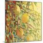 Four Lemons-Jennifer Lommers-Mounted Art Print