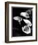 Four Lilies-null-Framed Premium Giclee Print