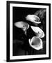 Four Lilies-null-Framed Premium Giclee Print