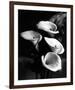 Four Lilies-null-Framed Premium Giclee Print