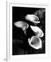 Four Lilies-null-Framed Premium Giclee Print