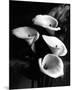 Four Lilies-null-Mounted Premium Giclee Print