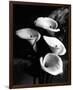 Four Lilies-null-Framed Premium Giclee Print