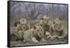 Four male Lion (Panthera leo), Kruger National Park, South Africa, Africa-James Hager-Framed Stretched Canvas