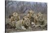 Four male Lion (Panthera leo), Kruger National Park, South Africa, Africa-James Hager-Stretched Canvas