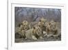 Four male Lion (Panthera leo), Kruger National Park, South Africa, Africa-James Hager-Framed Photographic Print