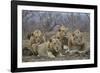 Four male Lion (Panthera leo), Kruger National Park, South Africa, Africa-James Hager-Framed Photographic Print