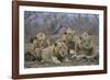 Four male Lion (Panthera leo), Kruger National Park, South Africa, Africa-James Hager-Framed Photographic Print