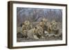 Four male Lion (Panthera leo), Kruger National Park, South Africa, Africa-James Hager-Framed Photographic Print