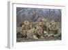 Four male Lion (Panthera leo), Kruger National Park, South Africa, Africa-James Hager-Framed Photographic Print