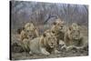 Four male Lion (Panthera leo), Kruger National Park, South Africa, Africa-James Hager-Stretched Canvas