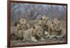 Four male Lion (Panthera leo), Kruger National Park, South Africa, Africa-James Hager-Framed Photographic Print