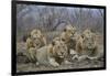 Four male Lion (Panthera leo), Kruger National Park, South Africa, Africa-James Hager-Framed Photographic Print